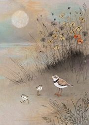 Plover Family